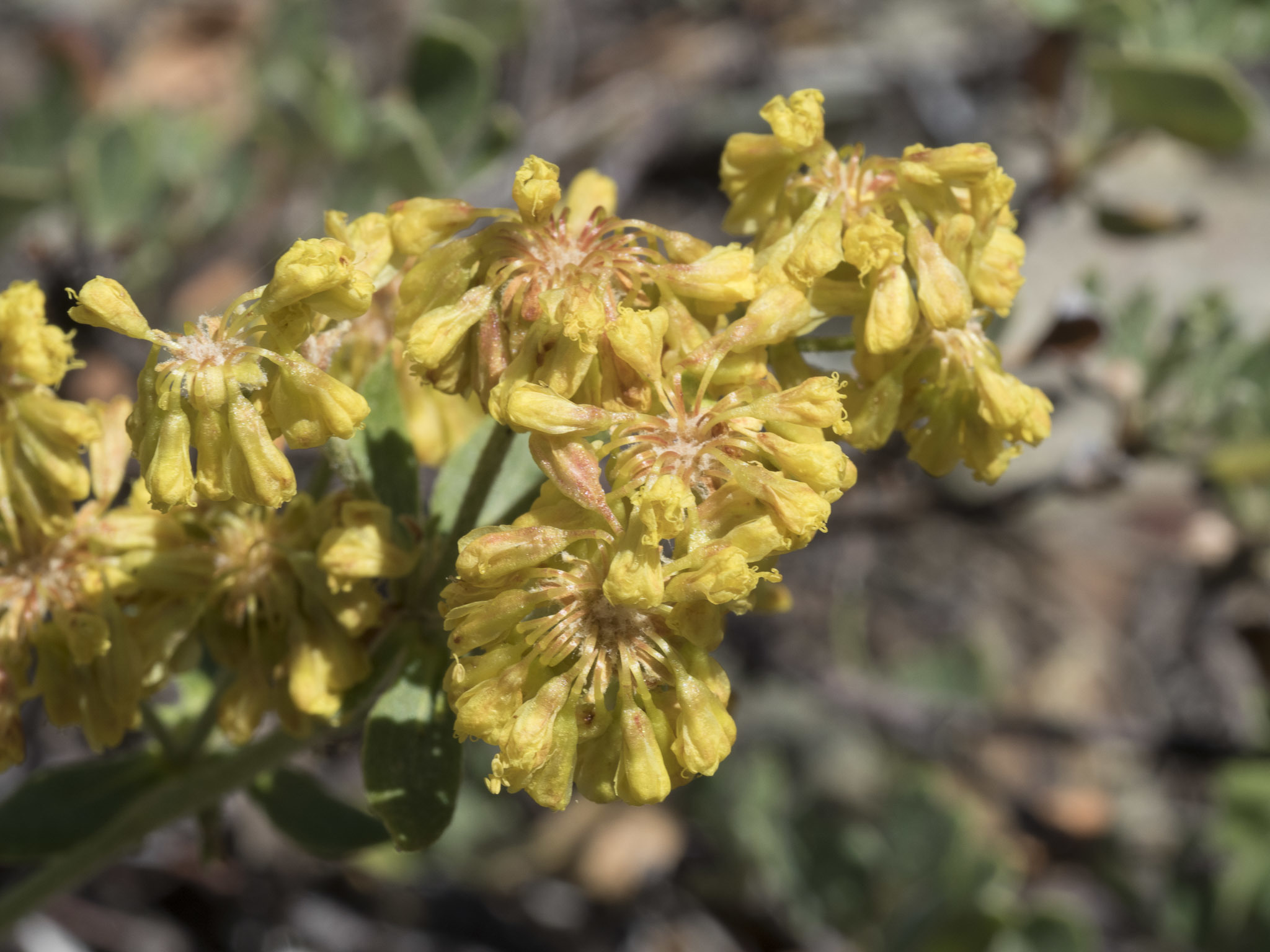 Eriogonum umbellatum var. modocense
