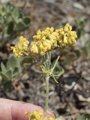 Eriogonum umbellatum modocense