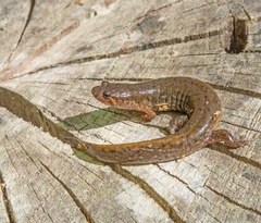 Desmognathus valtos