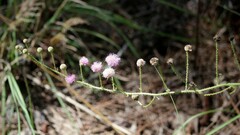 Mimosa hystricina
