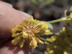 Eriogonum umbellatum modocense