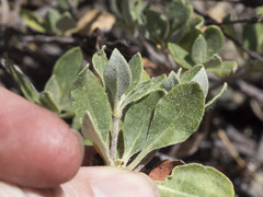 Eriogonum umbellatum modocense