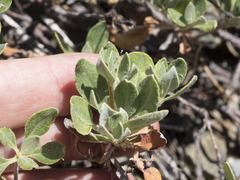 Eriogonum umbellatum modocense
