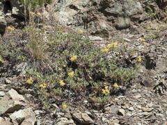 Eriogonum umbellatum modocense