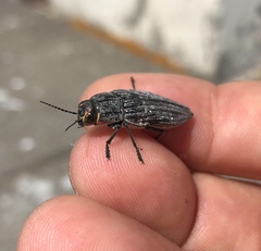 Buprestis lyrata