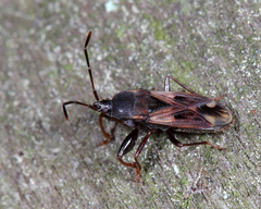 Eremocoris borealis