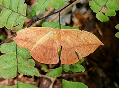 Lonomia puntarenasiana
