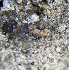 Auplopus caerulescens