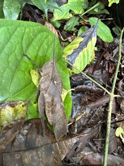 Colpolopha latipennis