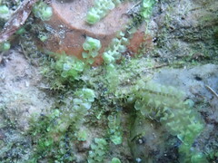 Scapania irrigua