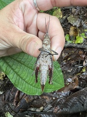 Colpolopha latipennis