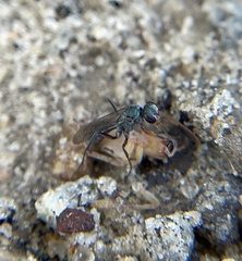 Auplopus caerulescens