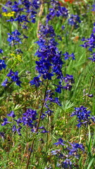 Delphinium glareosum