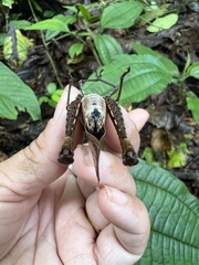 Colpolopha latipennis