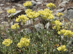 Eriogonum umbellatum var. modocense