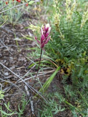 Castilleja raupii
