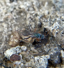 Auplopus caerulescens