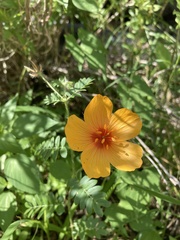 Kallstroemia grandiflora