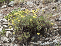 Eriogonum umbellatum modocense