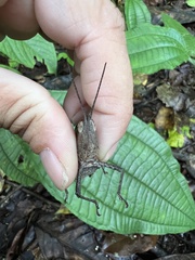 Colpolopha latipennis