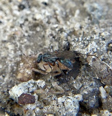 Auplopus caerulescens