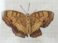 Catacroptera cloanthe