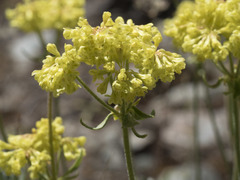Eriogonum umbellatum modocense