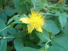 Hypericum calycinum