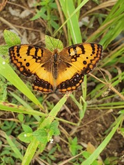 Catacroptera cloanthe