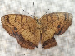 Catacroptera cloanthe