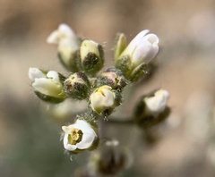 Draba californica