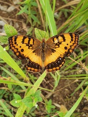 Catacroptera cloanthe