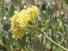 Eriogonum umbellatum modocense