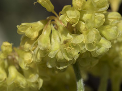 Eriogonum umbellatum modocense