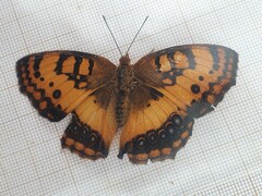 Catacroptera cloanthe