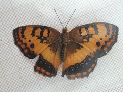 Catacroptera cloanthe