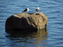 Larus dominicanus