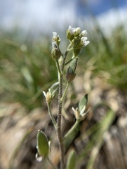 Draba californica