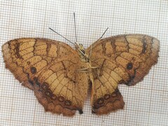 Catacroptera cloanthe