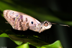 Polygonus leo pallida