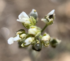 Draba californica