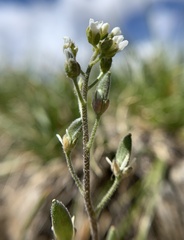 Draba californica