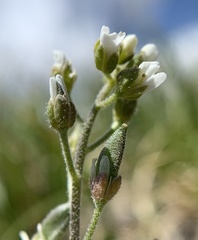 Draba californica
