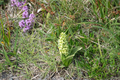 Platanthera hyperborea