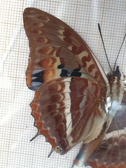 Charaxes cynthia