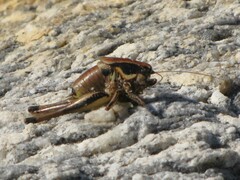 Eupholidoptera smyrnensis