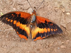 Charaxes cynthia