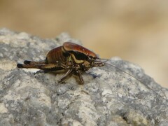 Eupholidoptera smyrnensis