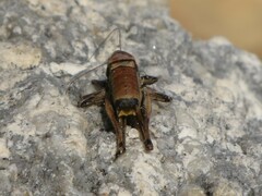 Eupholidoptera smyrnensis