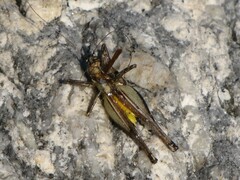 Eupholidoptera smyrnensis